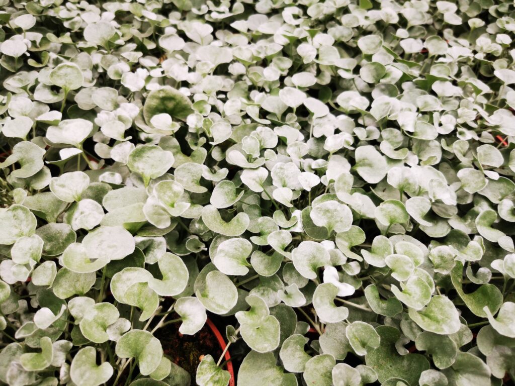 Sklep roslinyabramczuk.pl