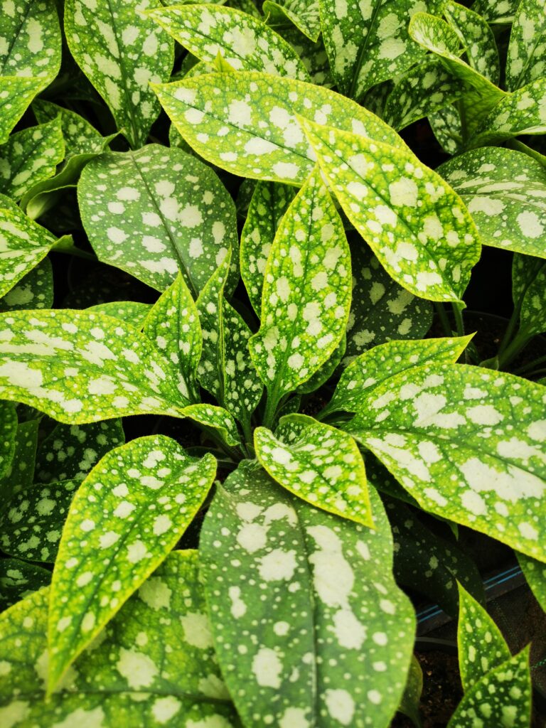 Sklep roslinyabramczuk.pl