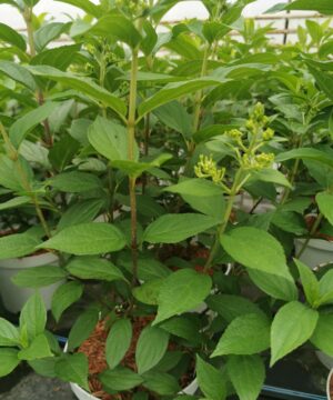 Alternative view of Hydrangea paniculata - Hortensja bukietowa  Limelight