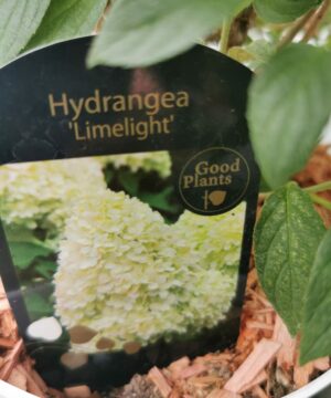 Hydrangea paniculata - Hortensja bukietowa Limelight - obrazek 3
