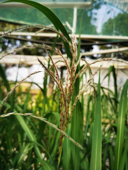 Miscanthus sinensis - Miskant chiński Memory - obrazek 2