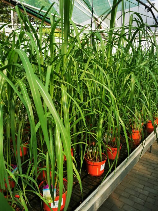 Miscanthus sinensis - Miskant chiński Memory - obrazek 3