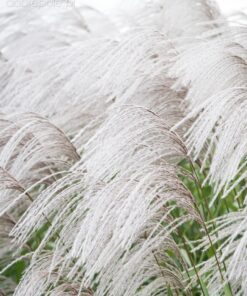 Miscanthus sinensis - Miskant chiński Memory