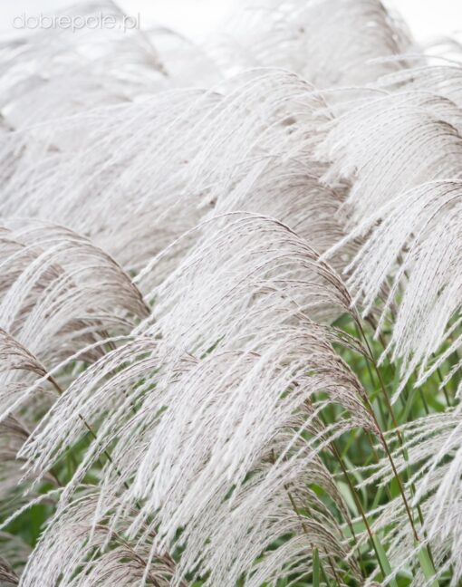 Miscanthus sinensis - Miskant chiński Memory