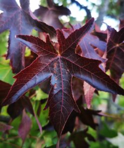 Liquidambar styraciflua - Ambrowiec Amerykański Gum Ball Pa 120