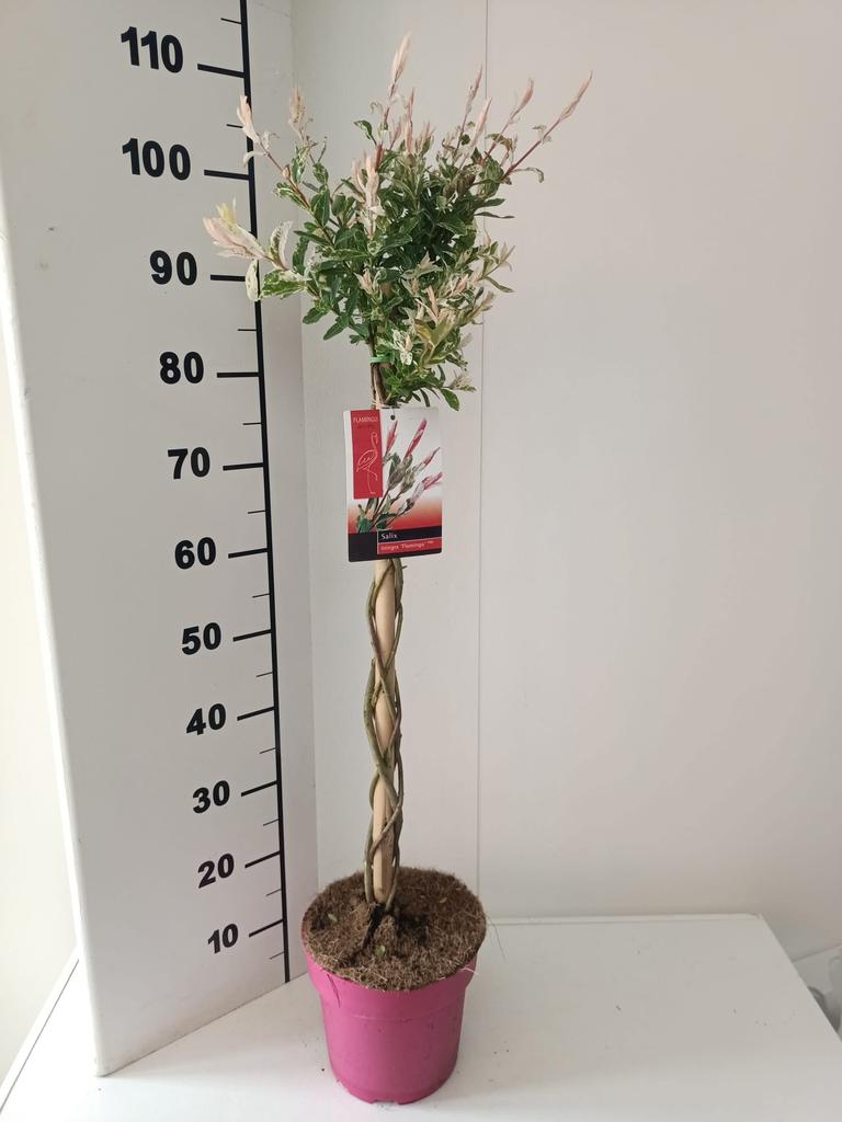 Salix Integra - Wierzba całolistna Flamingo Pleciona 70-90 cm+ - obrazek 5