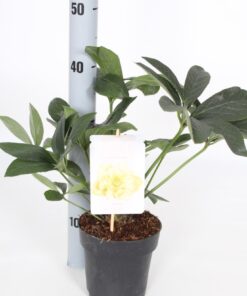 Helleborus orientalis - Ciemiernik wschodni Xanthia
