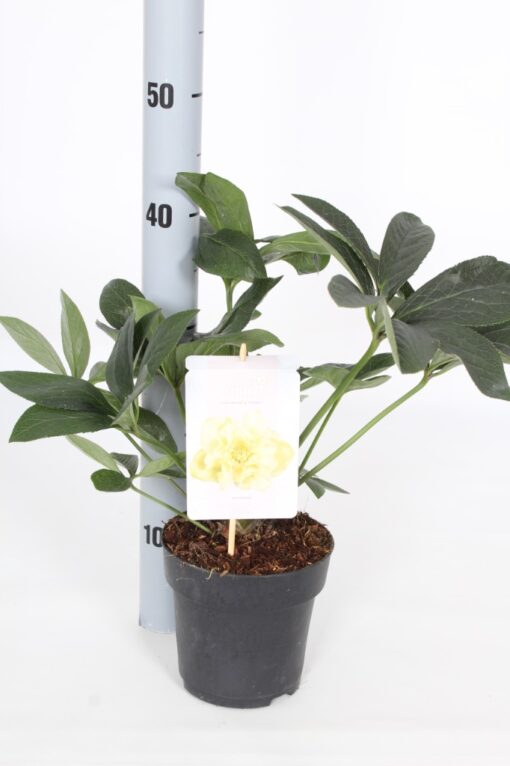 Helleborus orientalis - Ciemiernik wschodni Xanthia