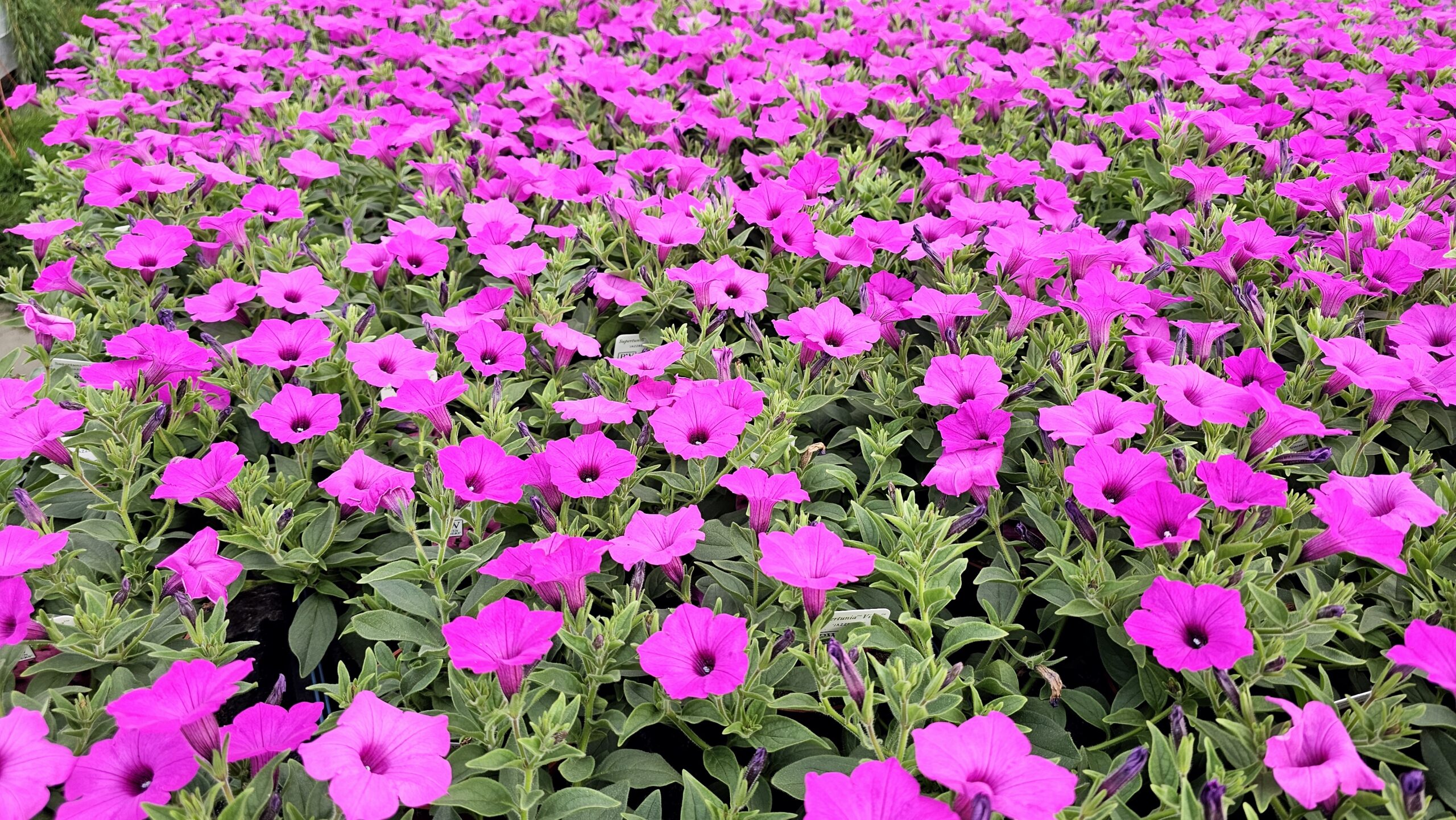 Supertunia VISTA Jazzberry Wysyłki od 5.05.26 do 31.05.26 - obrazek 5