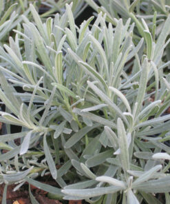 Lavandula angustifolia - Lawenda wąskolistna Phenomenal