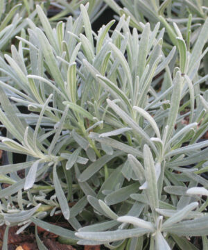 Lavandula angustifolia - Lawenda wąskolistna Phenomenal
