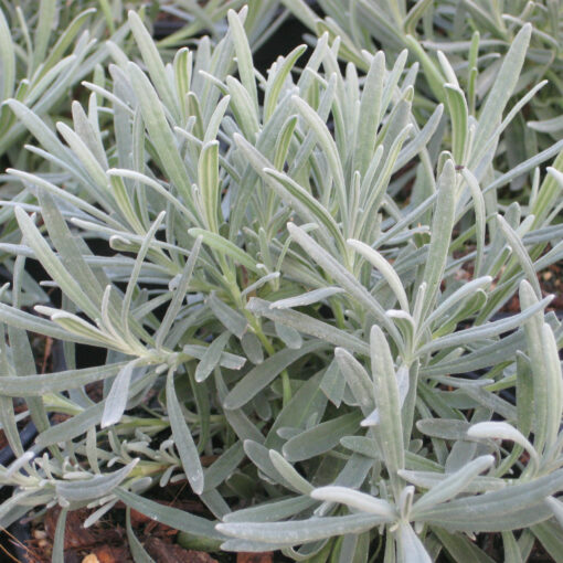 Lavandula angustifolia - Lawenda wąskolistna Phenomenal