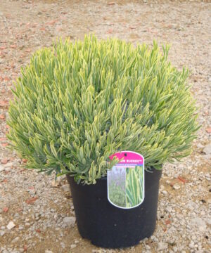 Alternative view of Lavandula angustifolia -Lawenda wąskolistna Platinum Blonde
