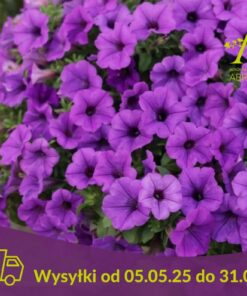 Supertunia Mini Vista Blue Violet Wysyłki od 5.05.25 do 31.05.25