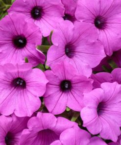 Supertunia VISTA Jazzberry