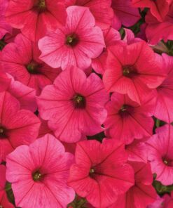 Supertunia VISTA Paradise