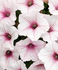 Supertunia VISTA Silverberry