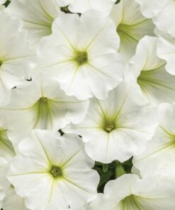 Supertunia VISTA Snowdrift