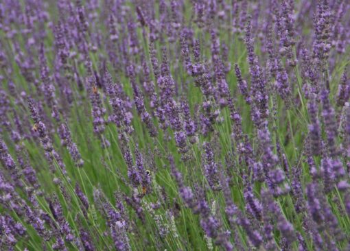 Lavandula angustifolia - Lawenda wąskolistna Phenomenal - obrazek 2