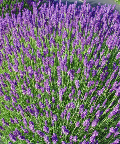 Lavandula angustifolia - Lawenda wąskolistna Hidcote Blue