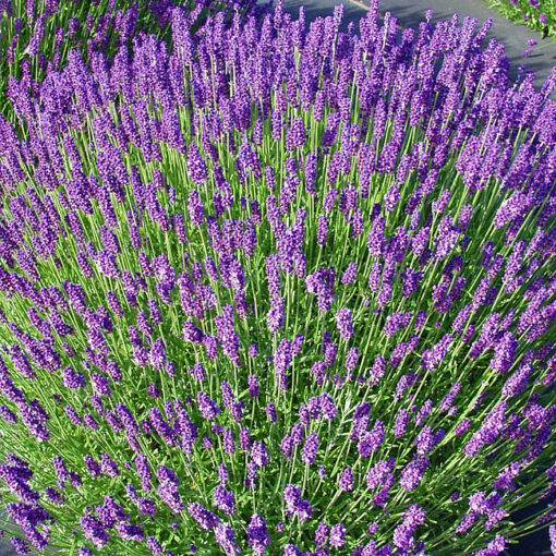 Lavandula angustifolia - Lawenda wąskolistna Hidcote Blue