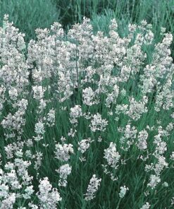Lavendula -Lawenda Edelweiss