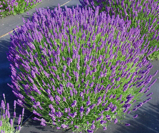 Lavandula angustifolia - Lawenda wąskolistna Hidcote Blue - obrazek 2