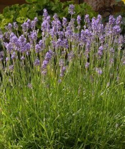 Lavendula -Lawenda Munstead