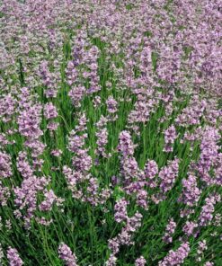Lavendula -Lawenda Rosea