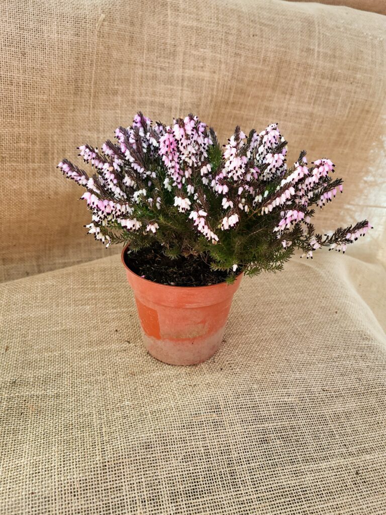 Sklep roslinyabramczuk.pl