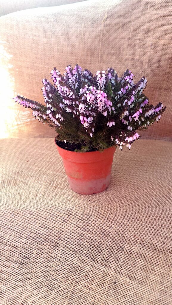 Sklep roslinyabramczuk.pl