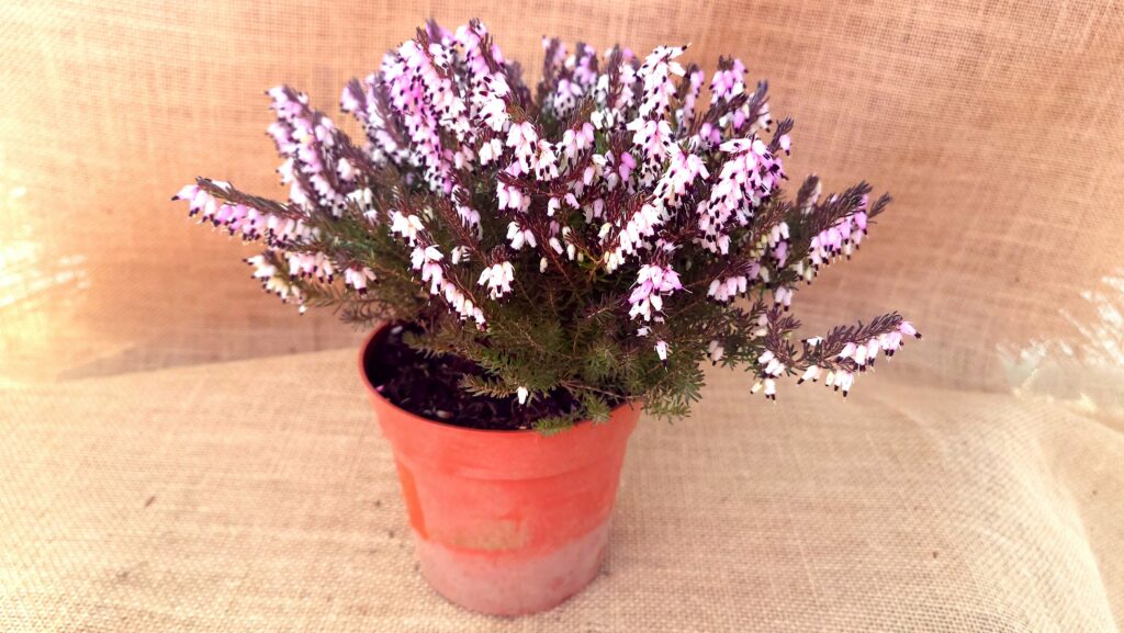 Sklep roslinyabramczuk.pl