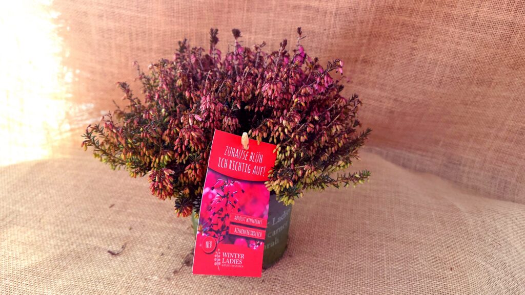 Sklep roslinyabramczuk.pl