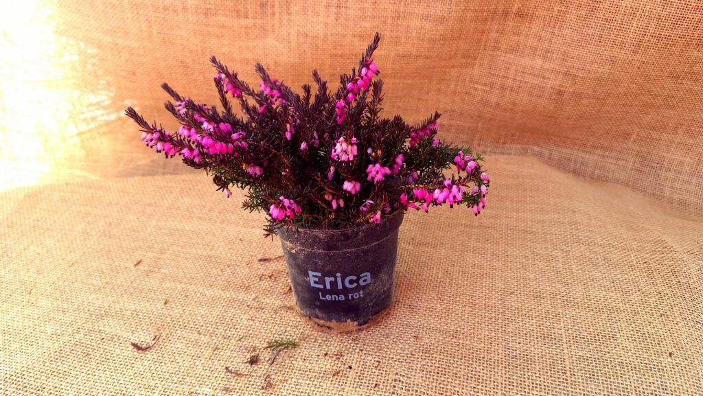 Sklep roslinyabramczuk.pl