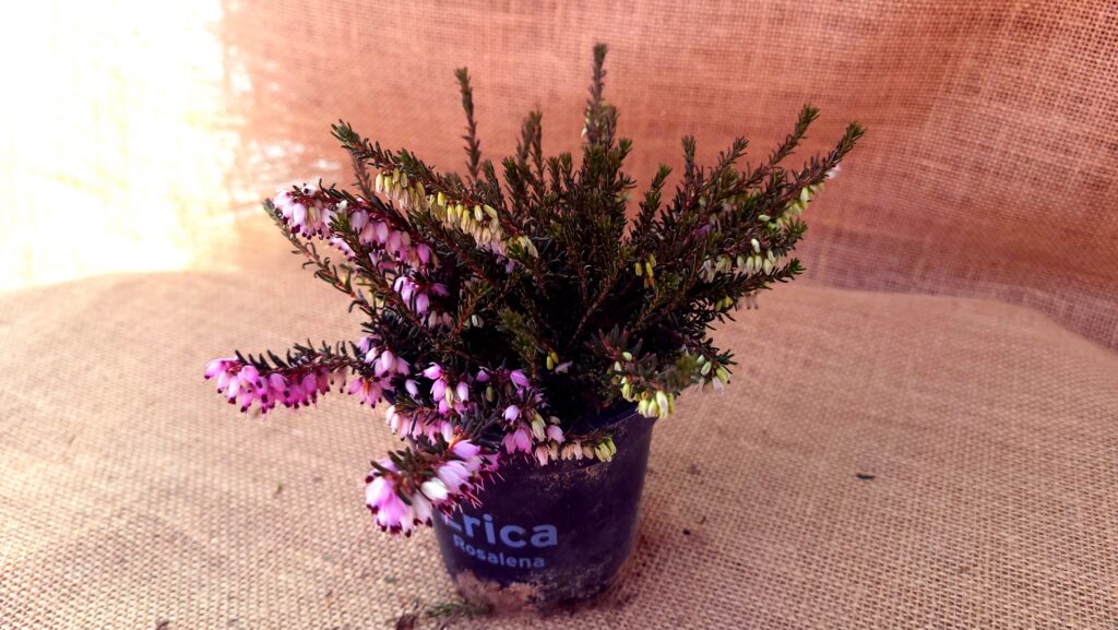 Sklep roslinyabramczuk.pl