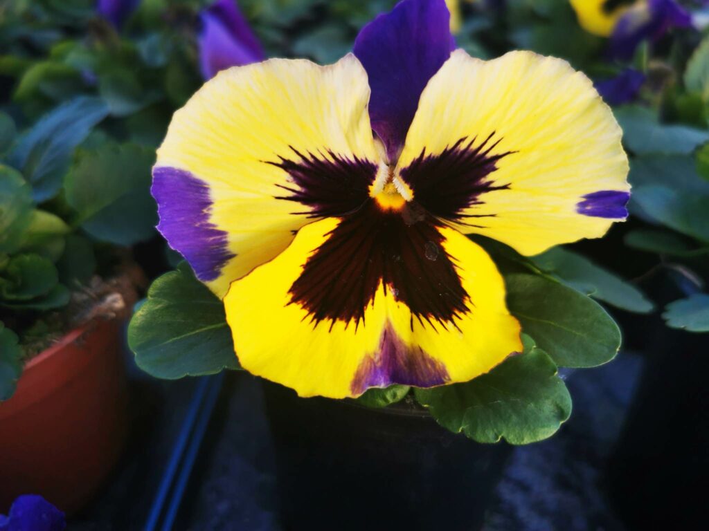 Sklep roslinyabramczuk.pl