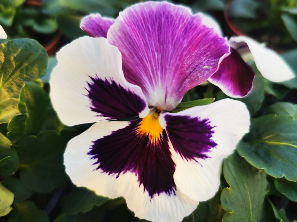 Sklep roslinyabramczuk.pl