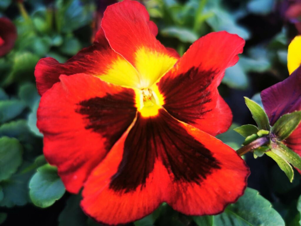 Sklep roslinyabramczuk.pl