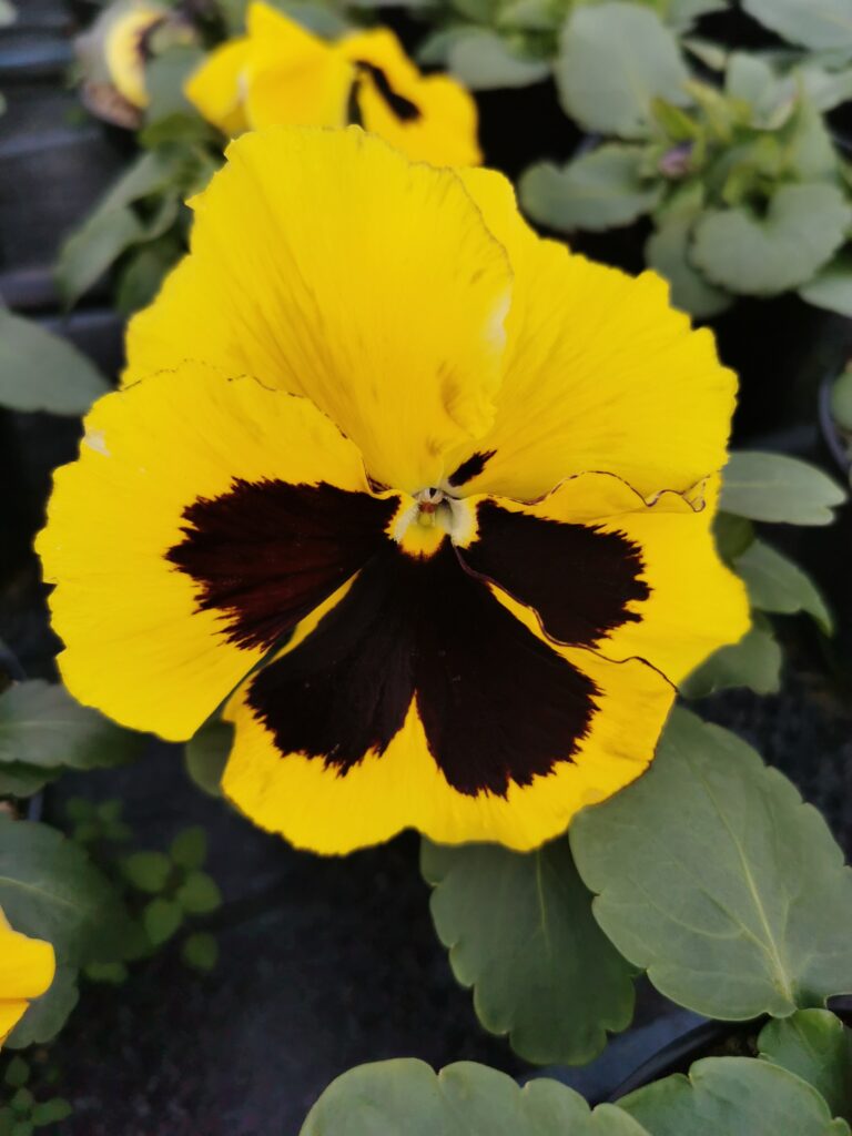 Sklep roslinyabramczuk.pl