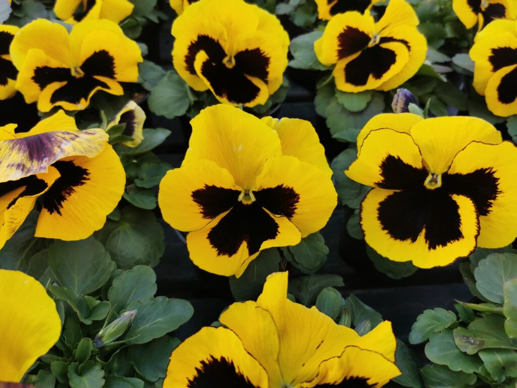 Sklep roslinyabramczuk.pl