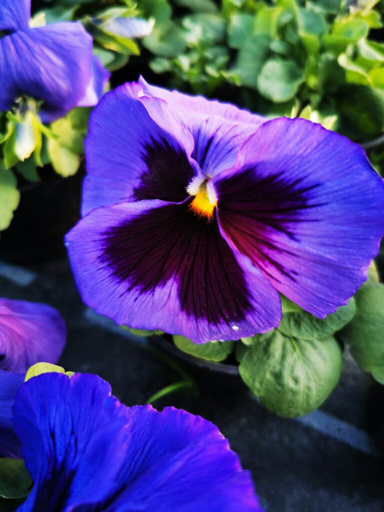 Sklep roslinyabramczuk.pl