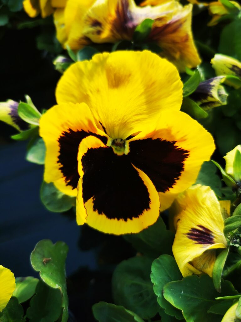 Sklep roslinyabramczuk.pl