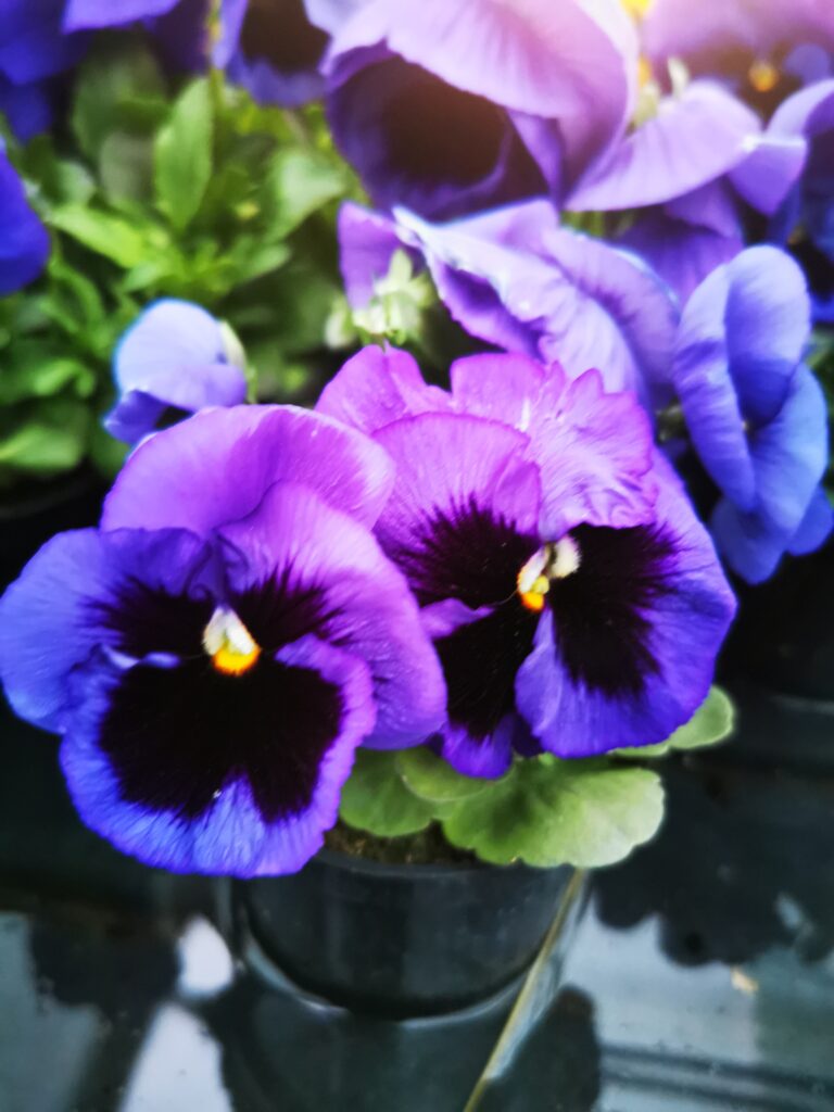 Sklep roslinyabramczuk.pl