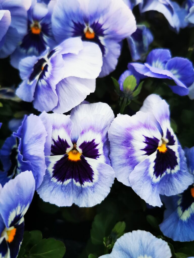 Sklep roslinyabramczuk.pl