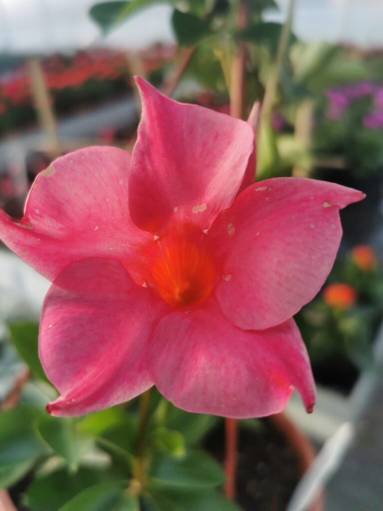 Sklep roslinyabramczuk.pl