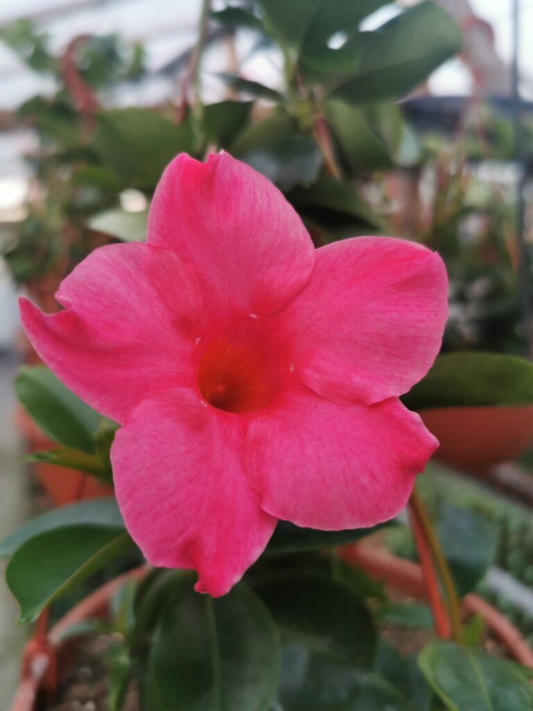 Sklep roslinyabramczuk.pl