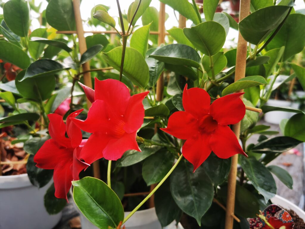 Sklep roslinyabramczuk.pl