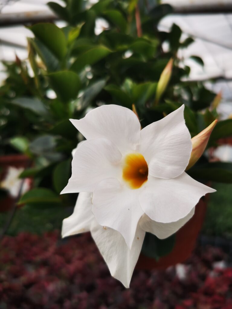 Sklep roslinyabramczuk.pl