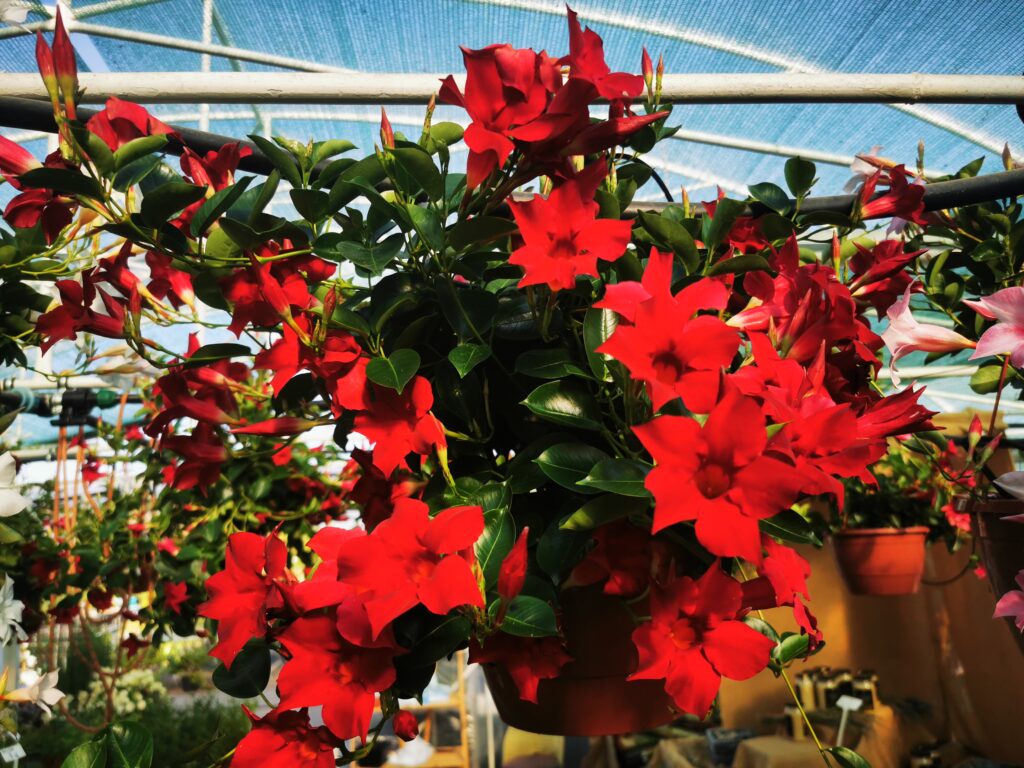 Sklep roslinyabramczuk.pl