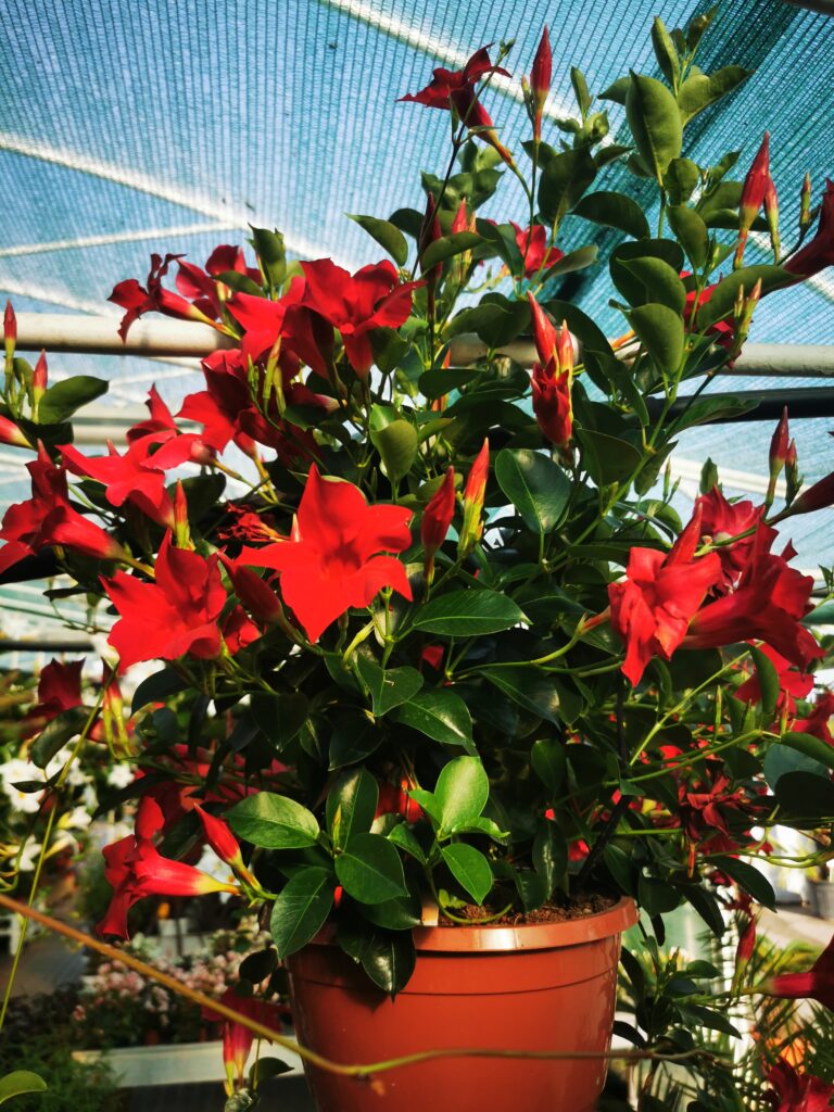 Sklep roslinyabramczuk.pl